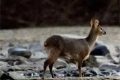 留壩江口派出所送野生動物安全“回家”縮略圖