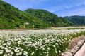 花都開(kāi)好了，來(lái)佛坪邂逅白色浪漫！縮略圖