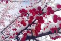 宛若仙境！漢臺(tái)景區(qū)絕美雪景上線縮略圖