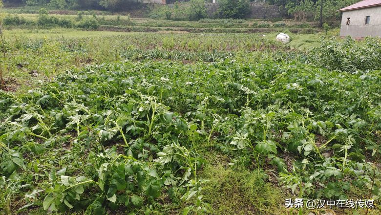 5月7日，漢中市寧強縣突降暴雨及冰雹部分區(qū)域莊稼受損嚴重插圖3