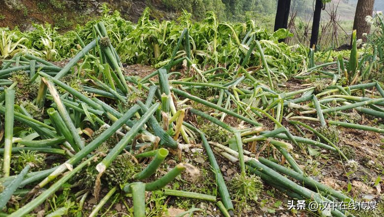 5月7日，漢中市寧強縣突降暴雨及冰雹部分區(qū)域莊稼受損嚴重插圖