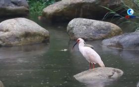 落地陜西！朱鹮國家保護研究中心獲批縮略圖